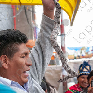 Street show with baby boa