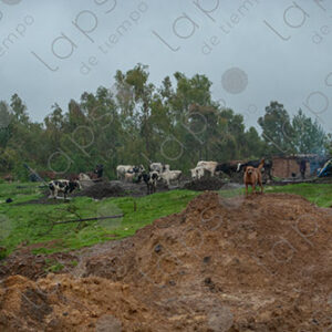 Cloudy Landscape of Field and Cows