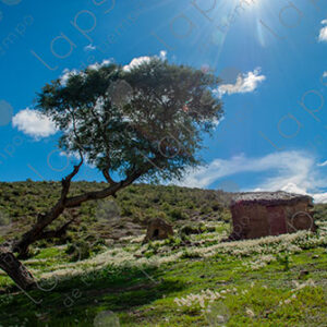 Mud House with Tree