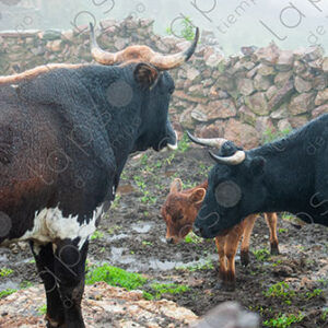 Oxen and Cows