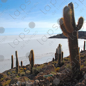 View of Cactus and Salar de Uyuni