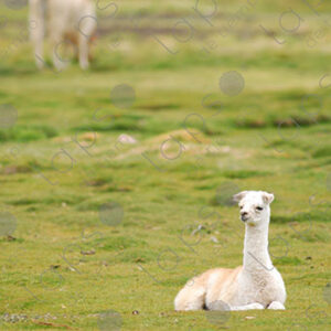 White llama
