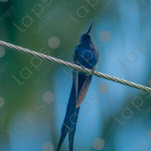 Blue hummingbird
