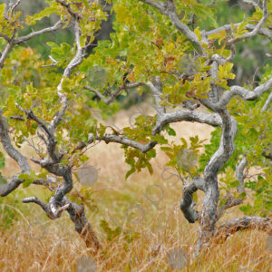 Curatella tree