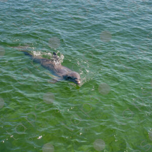 Dolphin coming in the water