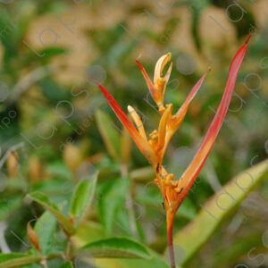 Heliconia aurantiaca