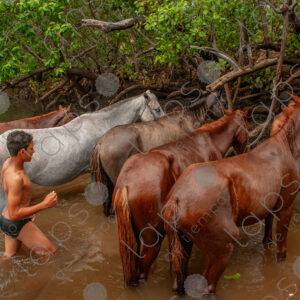 Horses in the river
