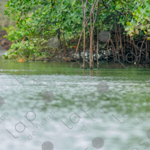 Landscape, river and mangrove roots