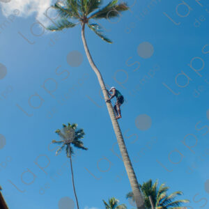 Man climbing a palm tree trunk