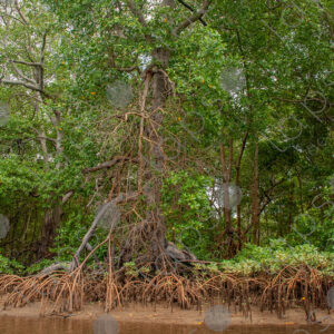 Mangrove forest landscape