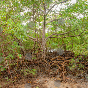 Mangroves