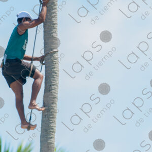 man climbing a palm tree trunk