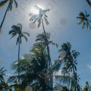palm trees at a resort