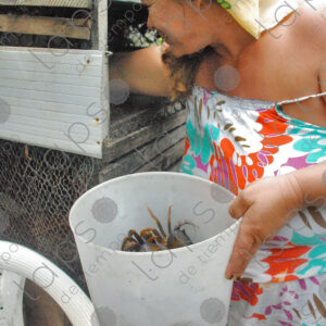 Woman handling crabs