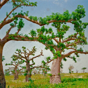 Baobab fields in Saint-Louis, Senegal