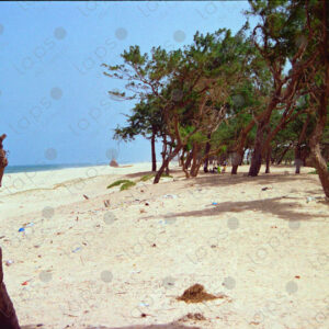 Scenic coastline with a lush forest backdrop in Saint-Louis, Senegal