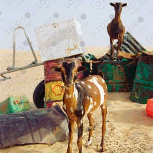 White and brown spotted Saharan goat in the Western Sahara Desert