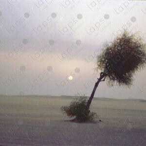 Sunset with a single tree in the Western Sahara desert