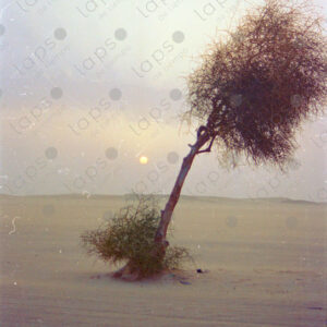 Sunset with a single tree in the Western Sahara desert