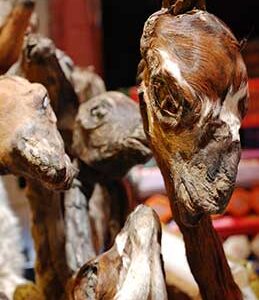 llama fetuses, amulet.