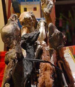 llama fetuses, amulet.