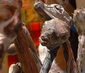llama fetuses, amulet.