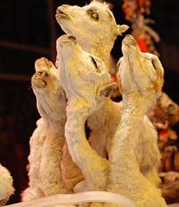 llama fetuses, amulet.